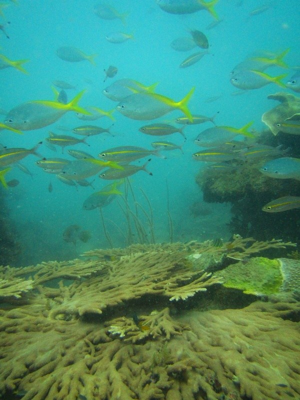 Conservation Surveys 70
