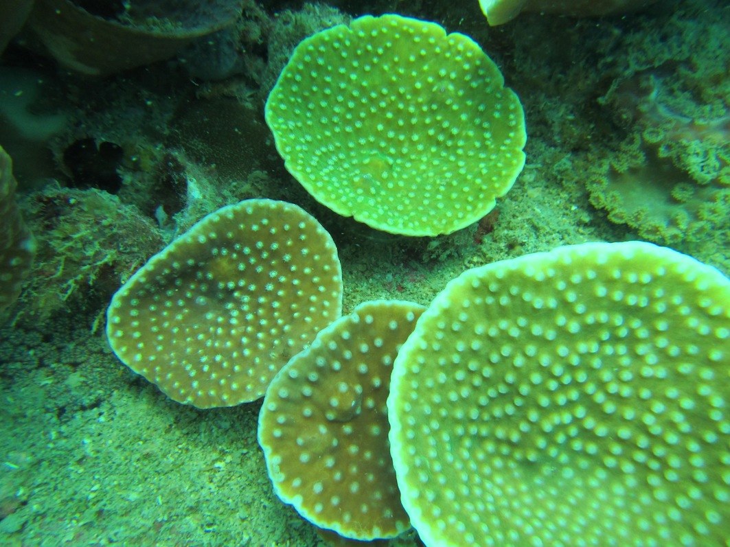 Conservation Surveys 72