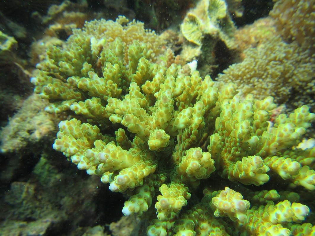 Conservation Surveys 75