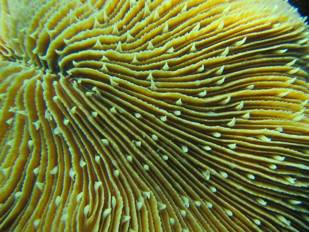Conservation Surveys 79