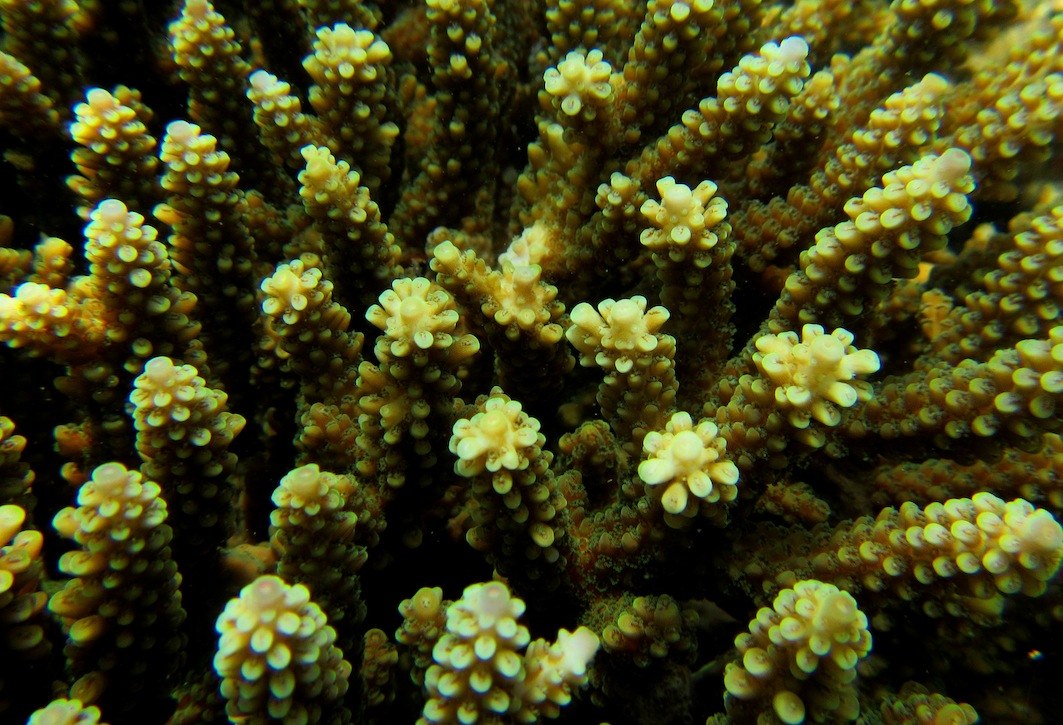 Conservation Surveys 80