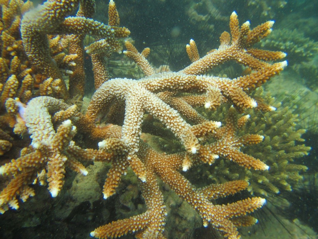 Conservation Surveys 82