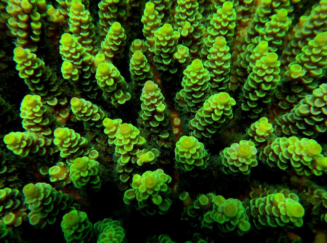 Conservation Surveys 83