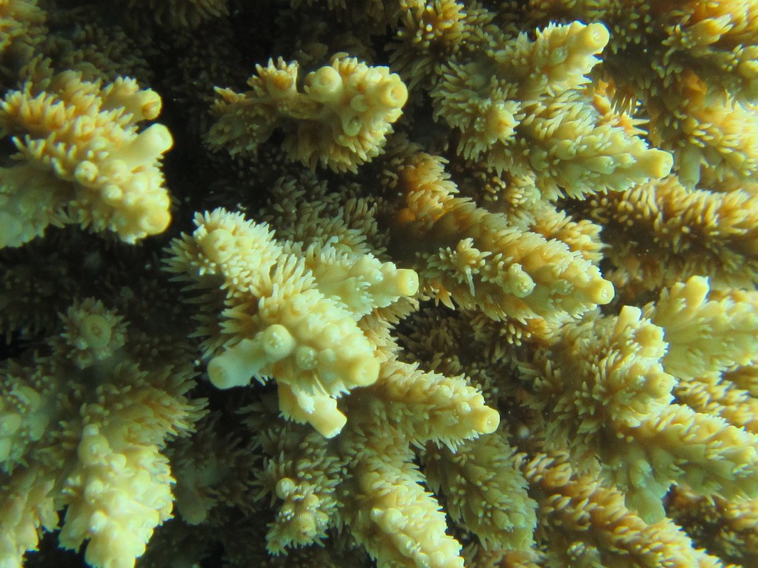 Conservation Surveys 87