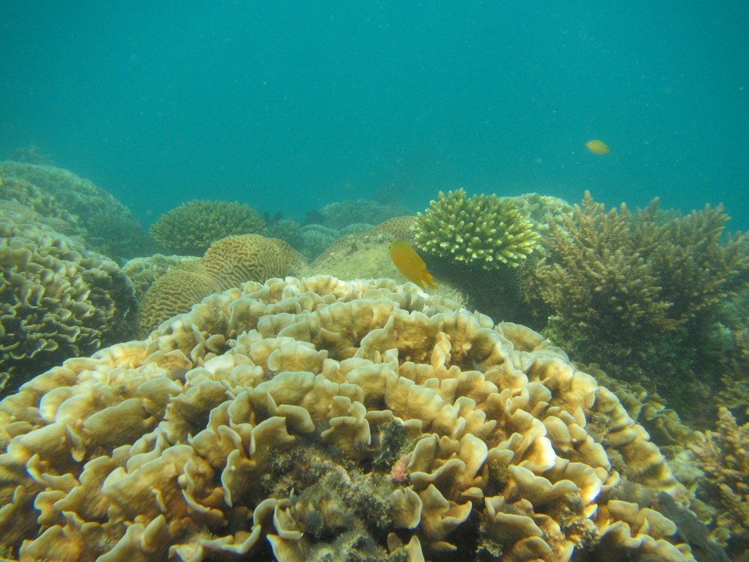 Conservation Surveys 88