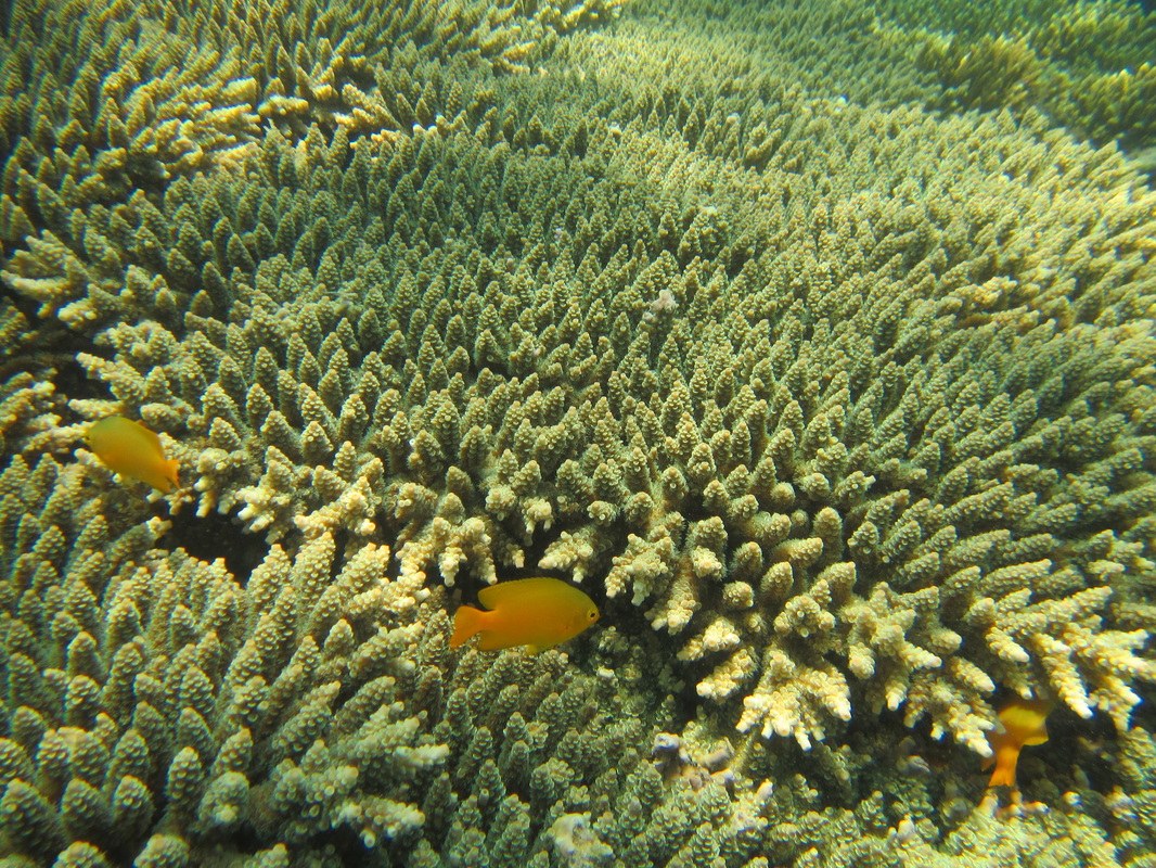 Conservation Surveys 89