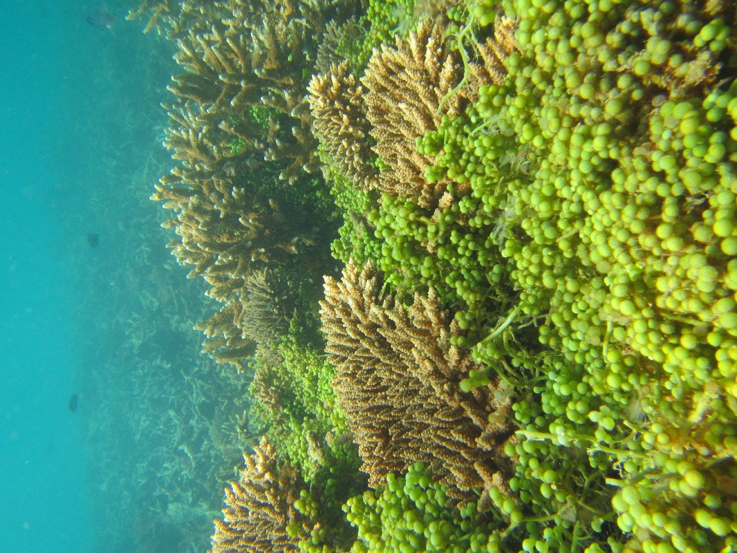 Conservation Surveys 90