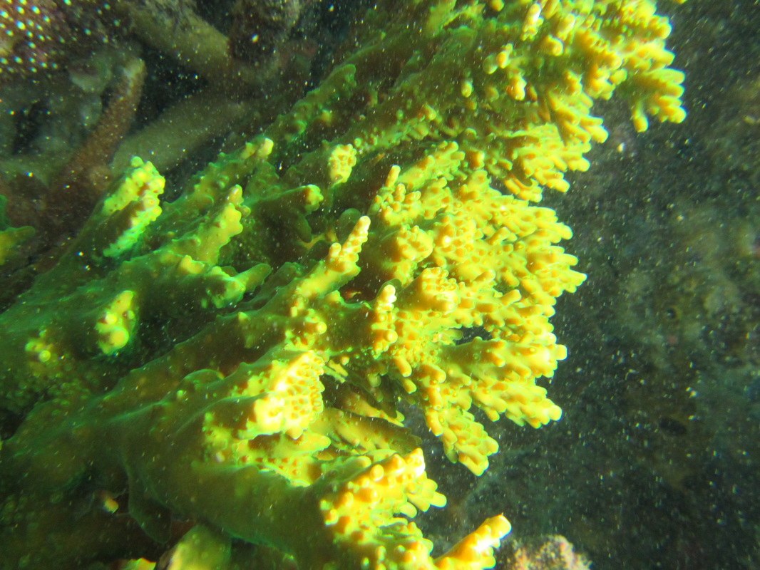 Conservation Surveys 92