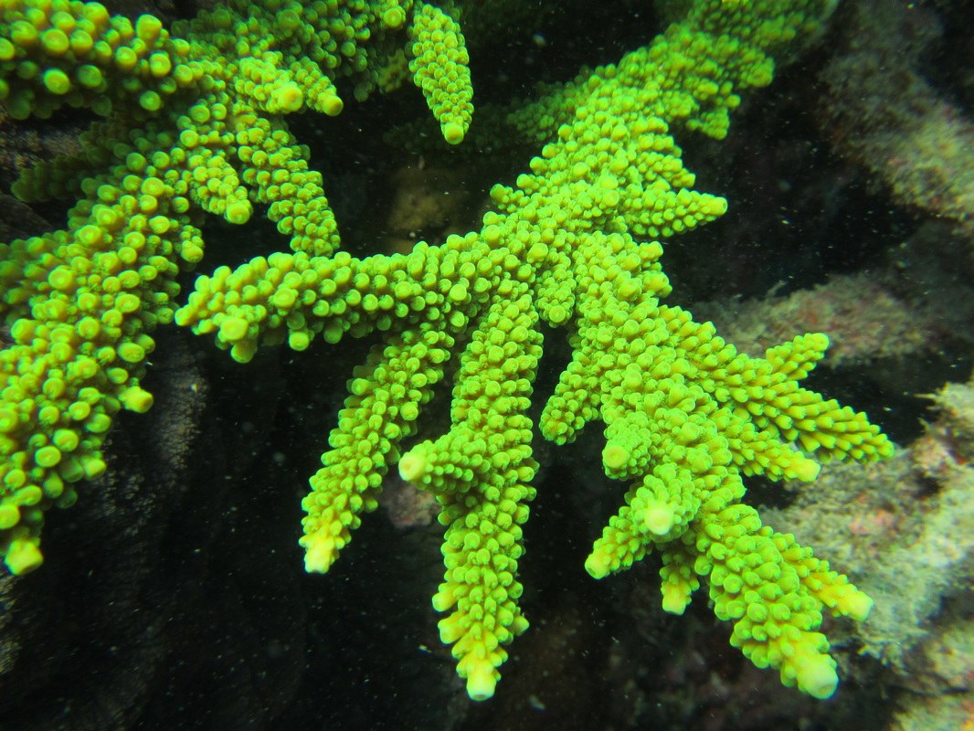 Conservation Surveys 93