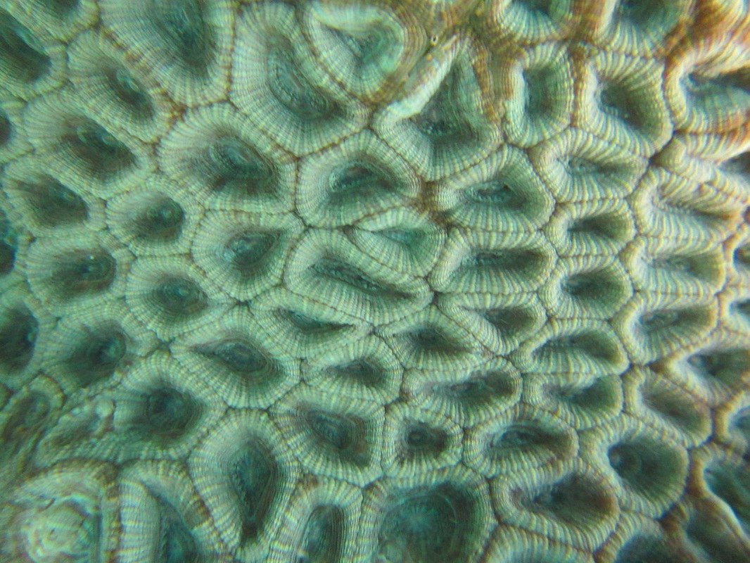 Conservation Surveys 94