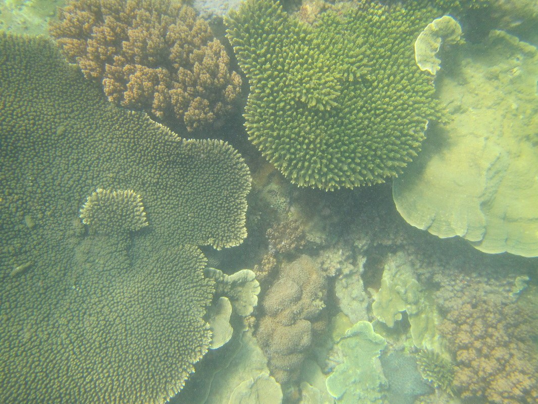 Conservation Surveys 95