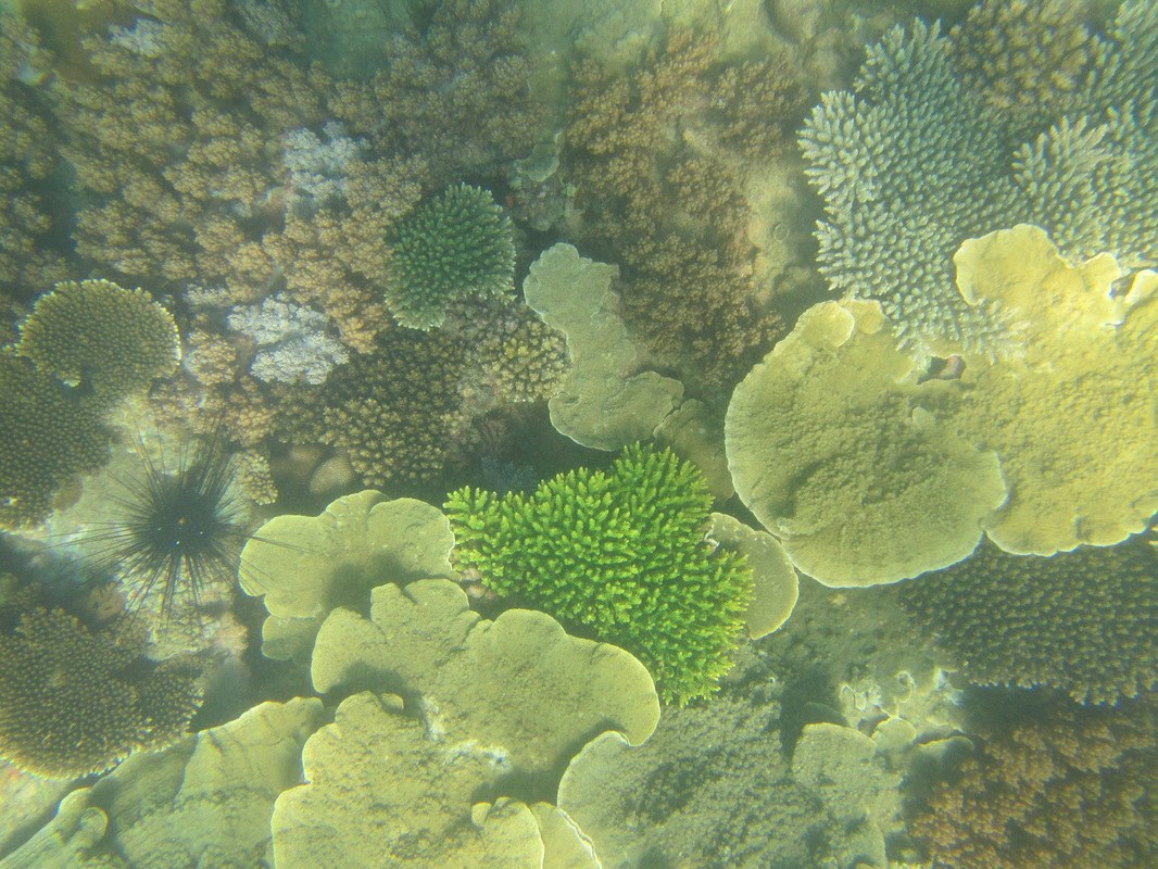 Conservation Surveys 96