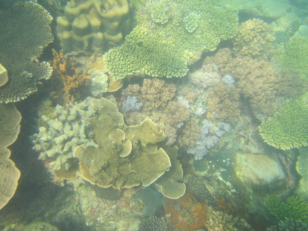 Conservation Surveys 97