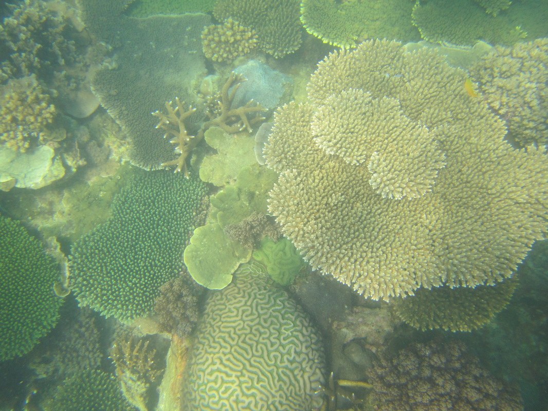 Conservation Surveys 98