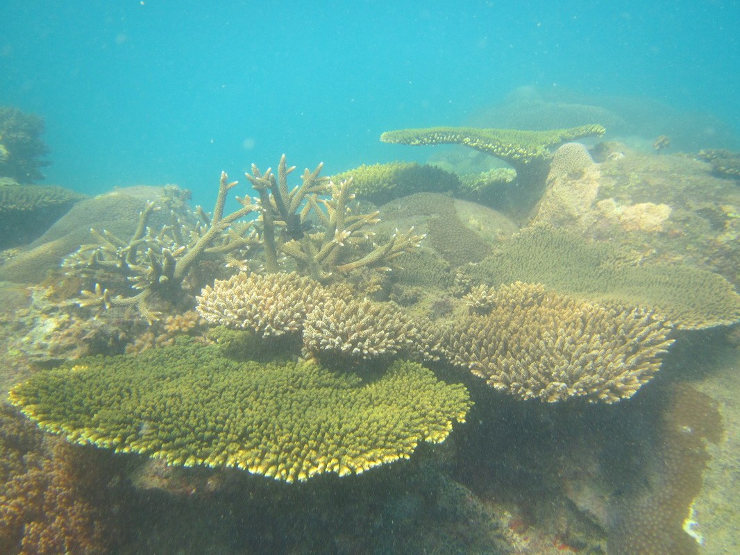 Conservation Surveys 99