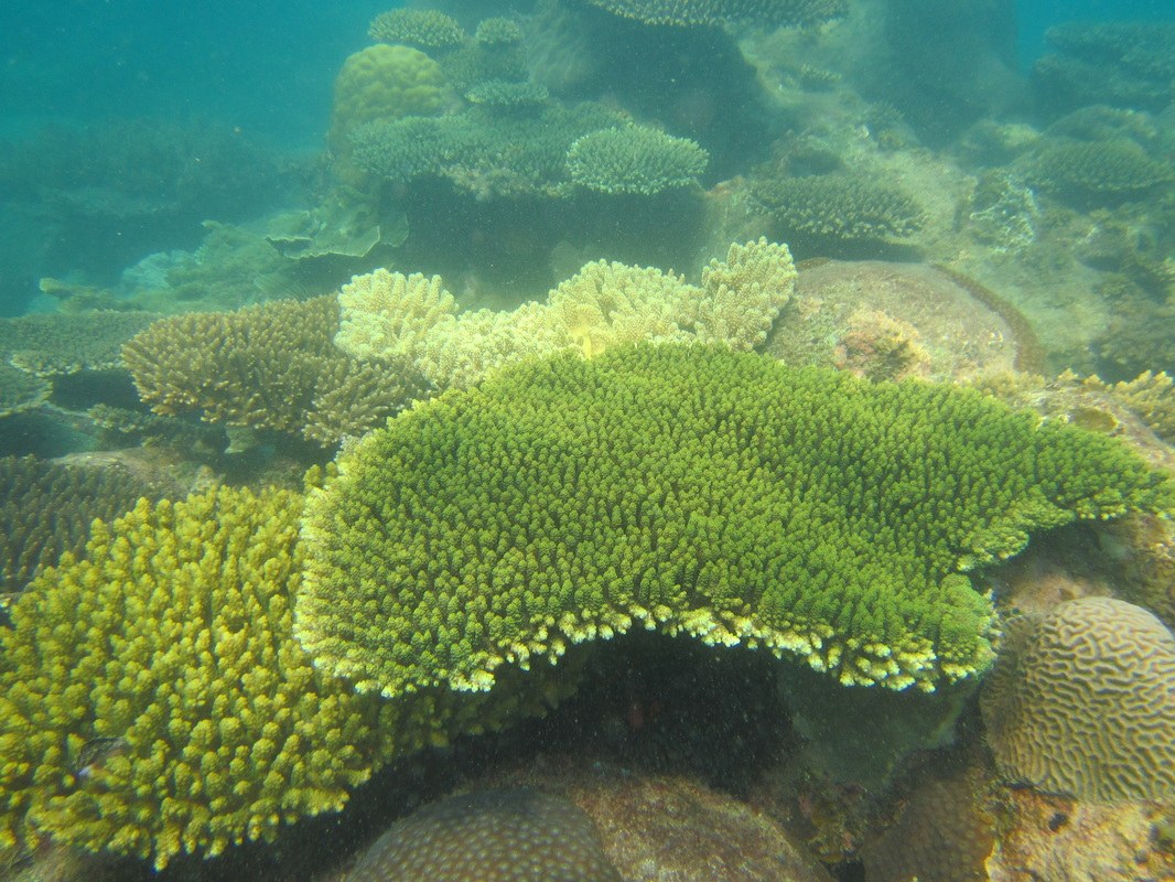 Conservation Surveys 100