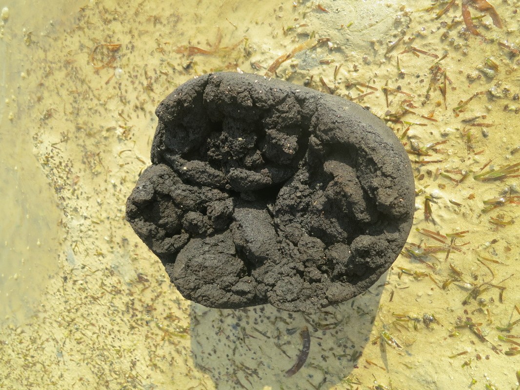 Conservation Surveys 121