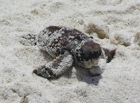 Conservation Surveys 129
