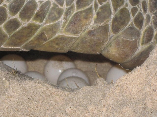 Conservation Surveys 131
