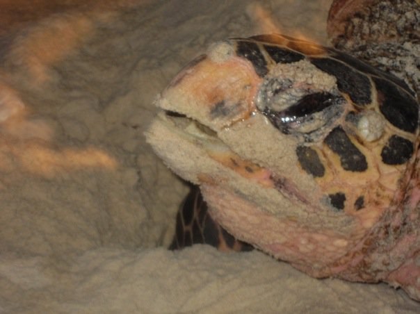 Conservation Surveys 132