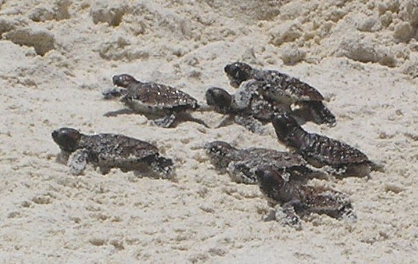 Conservation Surveys 135