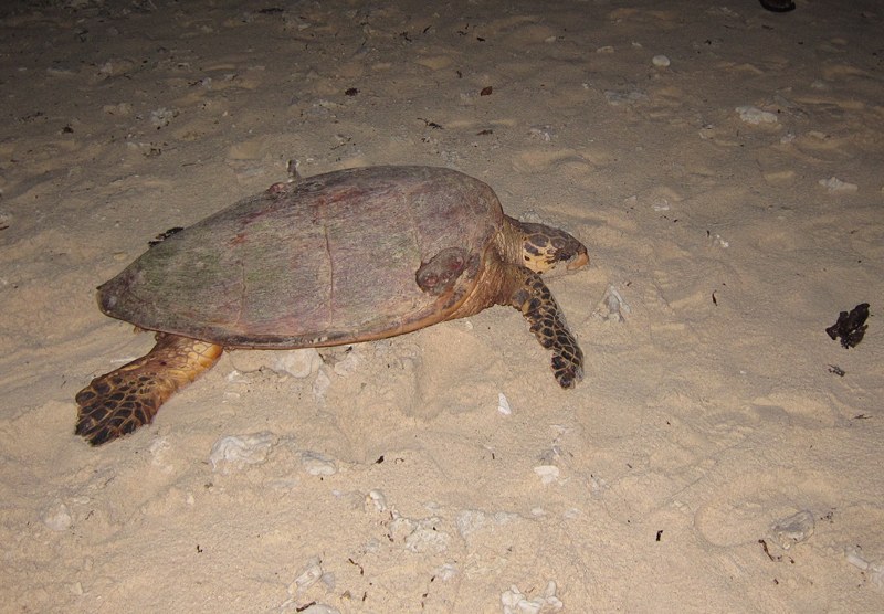 Conservation Surveys 137