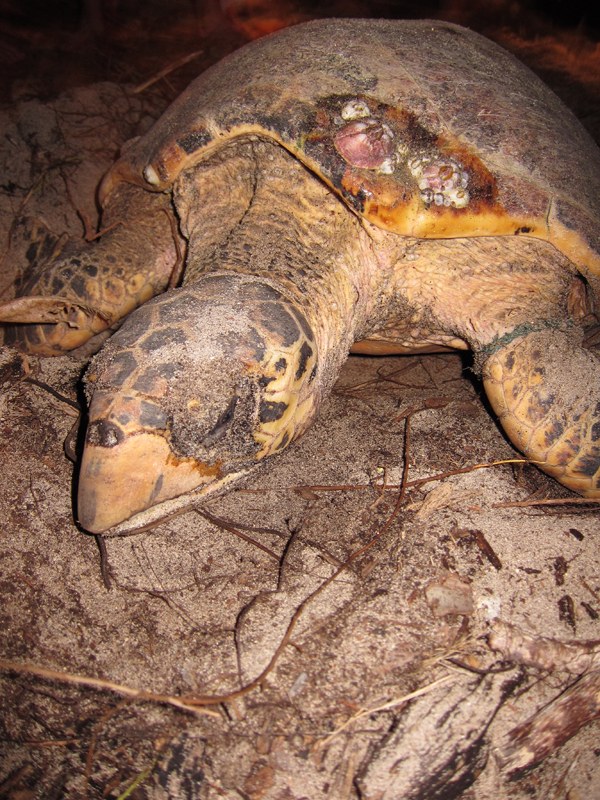 Conservation Surveys 140