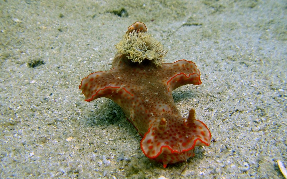 Creatures & Critters 41