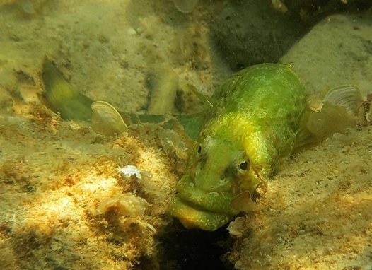 Carpet eel blennie
Congrogadus Subducens