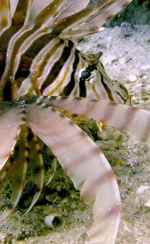 Creatures & Critters 46