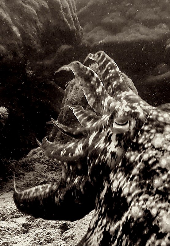 Creatures & Critters 77
