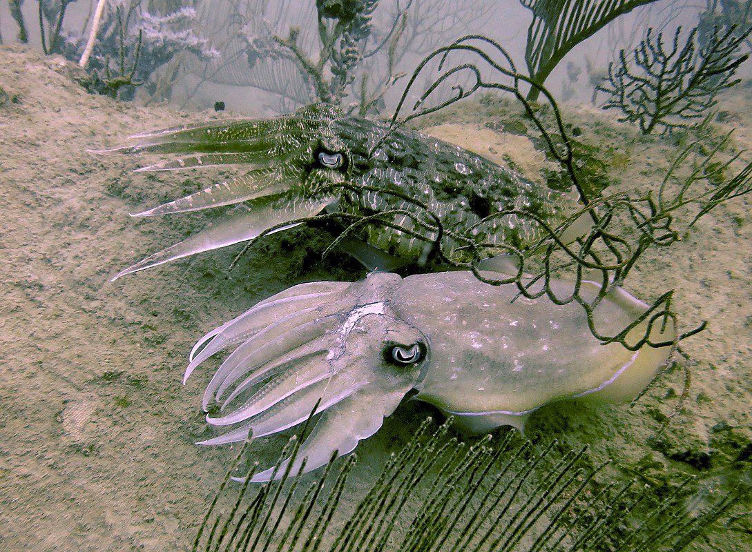 Creatures & Critters 83
