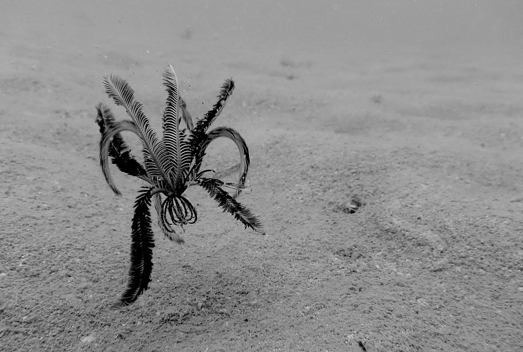 Creatures & Critters 87