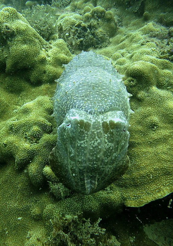 Creatures & Critters 97