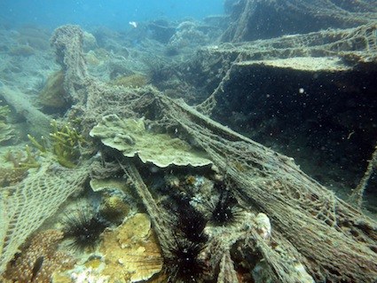in 2011 a net caught the reef, completely encircling the island. in 2013 the net as you see here as started to decay, but leaves a sour note on that special place