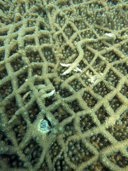 This species of hard coral, Acropora, grows fast close to the surface . A net washed over the reef a couple of years ago. The net has started to break down with mixed result. But an extraordinary event happened. You have here the net been incorporated and built upon by the coral colonies. The strategy of building with rather than fight the intrusion proved a succesful survival technics. Some decided to fight and lost.