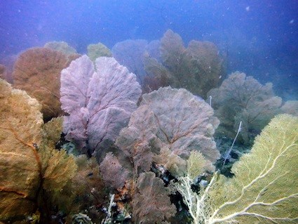 sea fan underwater valley of Mapur island