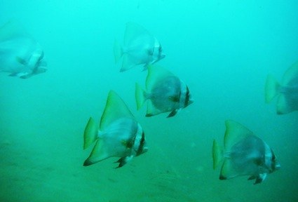 school of batfish
