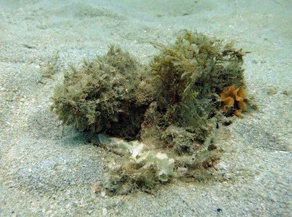 find the stone fish