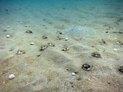field of sand dollars