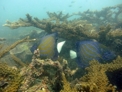 a angel fish couple.
