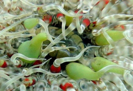 anemone species, new sightings around Nikoi