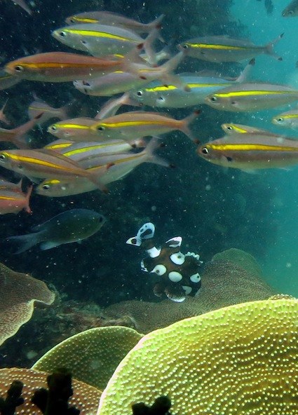 juvenile sweetlip