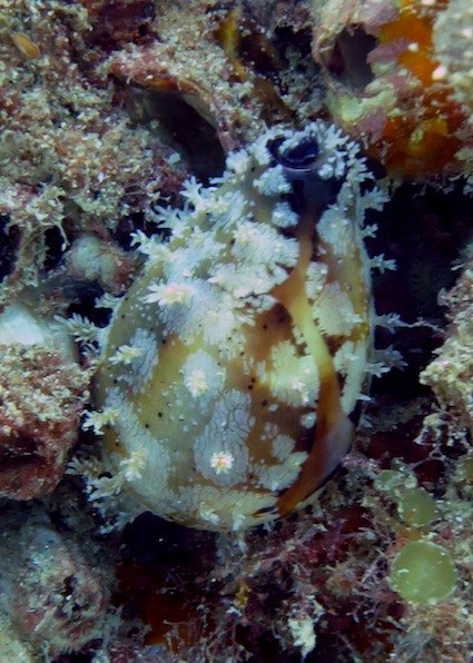cowry specie with full mantle protecting the shell.