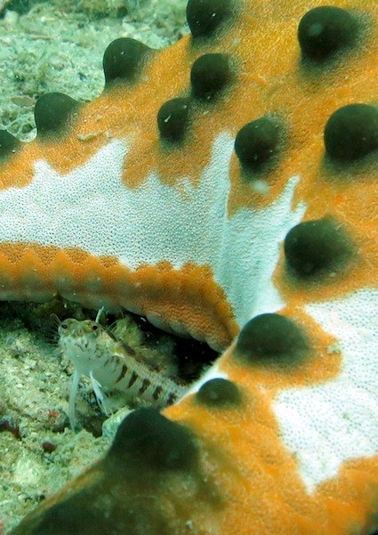 A goby seeks protection by a star fish. in rubble and sandy area around Nikoi island