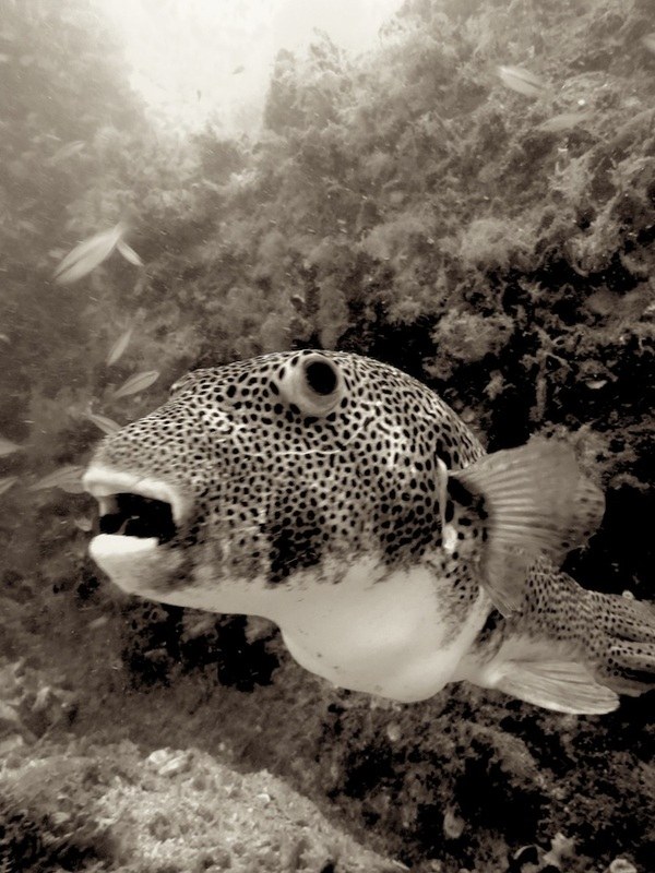 Dive Sites & Wrecks 14