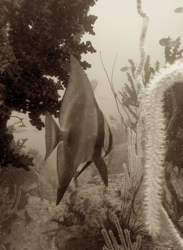 Dive Sites & Wrecks 15