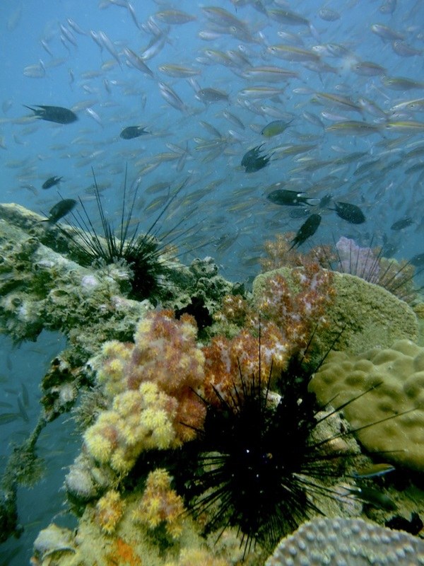 Dive Sites & Wrecks 19