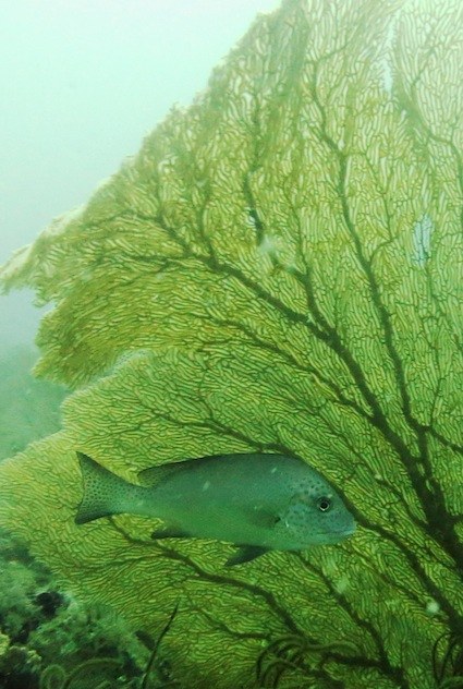 Dive Sites & Wrecks 25
