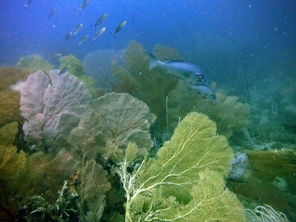 Dive Sites & Wrecks 26